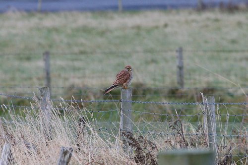 Eurasian kestrel. Photo by Rob Fray. All rights reserved.