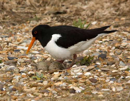 Eurasian oystercatcher. Photo by Andy Mackay. All rights reserved.