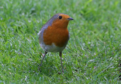 European robin. Photo by Richard Fray. All rights reserved.