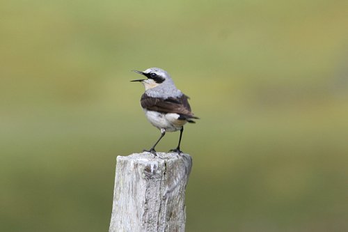 Northern wheatear. Photo by Rob Fray. All rights reserved.