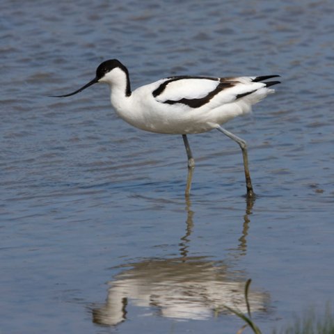 Pied avocet 2. Photo by Andy Mackay. All rights reserved.