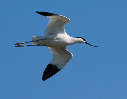 Pied avocet. Photo by Andy Mackay. All rights reserved.