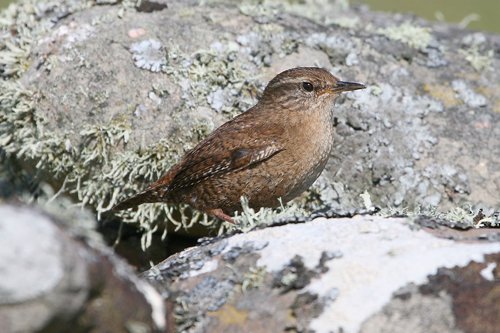 Winter wren. Photo by Rob Fray. All rights reserved.