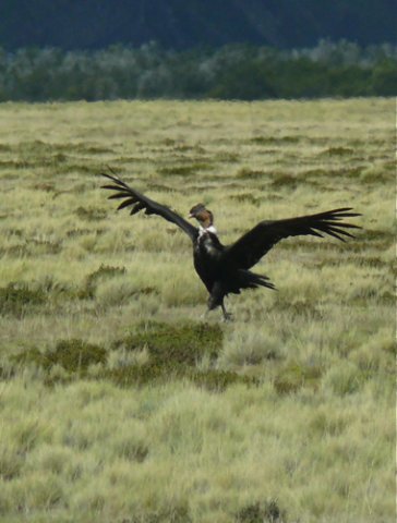 Andean condor alighting. Photo by Rick Taylor. Copyright Borderland Tours. All rights reserved.