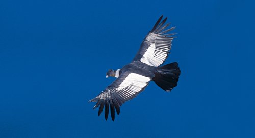 Andean condor in flight. Photo by Enrique Couve. All rights reserved.