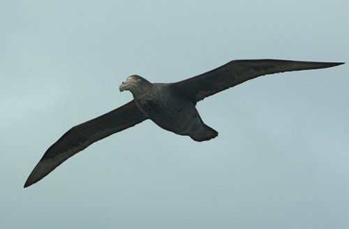 Antarctic giant petrel. Photo by Rick Taylor. Copyright Borderland Tours. All rights reserved.