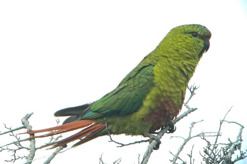 Austral parakeet. Photo by Rick Taylor. Copyright Borderland Tours. All rights reserved.