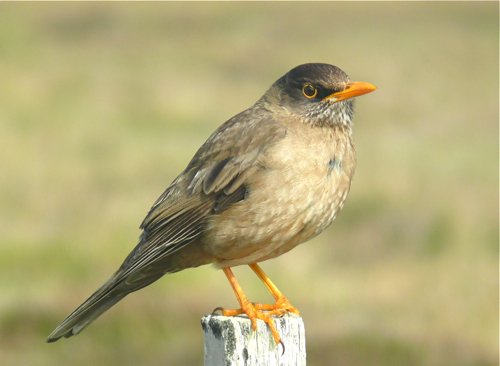 Austral thrush. Photo by Rick Taylor. Copyright Borderland Tours. All rights reserved.