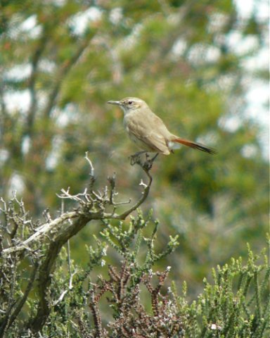 Band-tailed earthcreeper. Photo by Rick Taylor. Copyright Borderland Tours. All rights reserved.