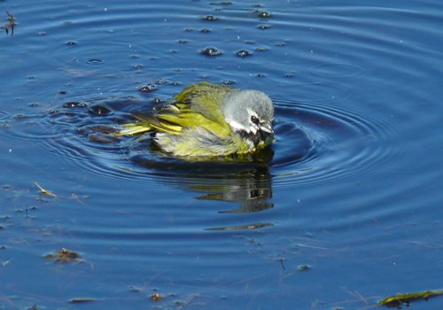 Bathing canary-winged finch. Photo by Rick Taylor. Copyright Borderland Tours. All rights reserved.