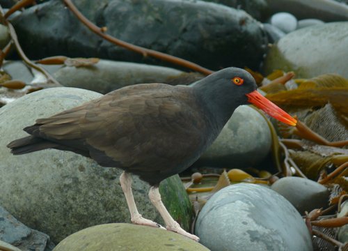 Blackish oystercatcher. Photo by Rick Taylor. Copyright Borderland Tours. All rights reserved.