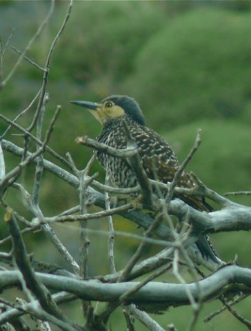 Chilean flicker. Photo by Rick Taylor. Copyright Borderland Tours. All rights reserved.