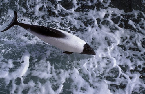 Commerson dolphin. Photo by Enrique Couve. All rights reserved.