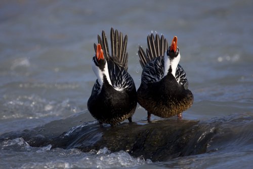 Displaying torrent ducks. Photo by Enrique Couve. All rights reserved.