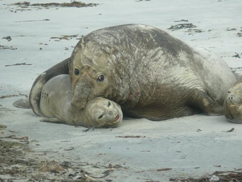 Elephant seals in love. Photo by Rick Taylor. Copyright Borderland Tours. All rights reserved.