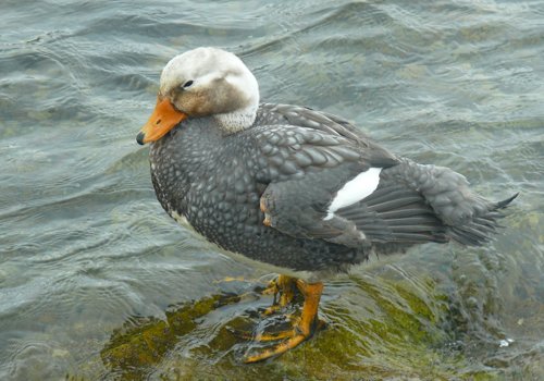 Endemic falkland steamer-duck. Photo by Rick Taylor. Copyright Borderland Tours. All rights reserved. 