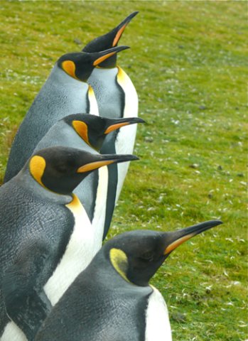 Five king penguins. Photo by Rick Taylor. Copyright Borderland Tours. All rights reserved.
