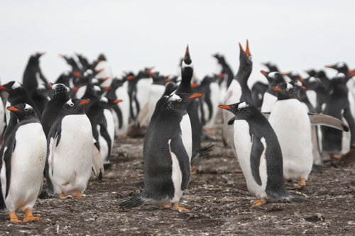 Gentoo penguin colony. Photo by Enrique Couve. All rights reserved.