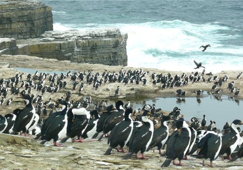 King cormorant colony. Photo by Rick Taylor. Copyright Borderland Tours. All rights reserved.
