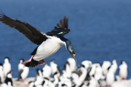 King cormorant. Photo by Enrique Couve. All rights reserved.
