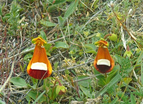 Lady slippers. Photo by Rick Taylor. Copyright Borderland Tours. All rights reserved.