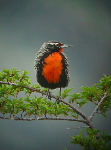 Long-tailed meadowlark. Photo by Rick Taylor. Copyright Borderland Tours. All rights reserved.