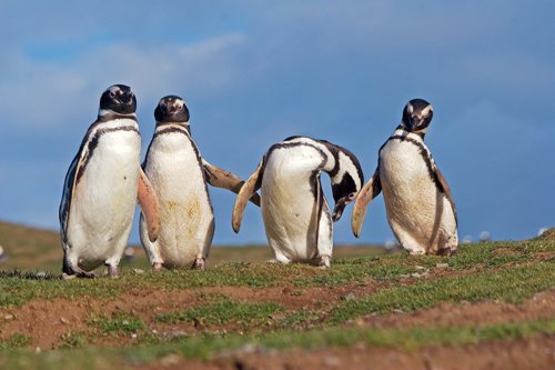 Magellanic penguins. Photo by Enrique Couve. All rights reserved.