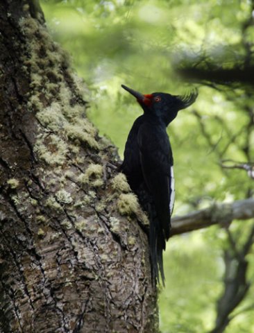 Magellanic woodpecker. Photo by Dave Semler. All rights reserved.