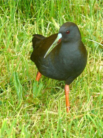 Plumbeous rail. Photo by Rick Taylor. Copyright Borderland Tours. All rights reserved.