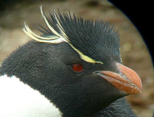 Rockhopper penguin portrait. Photo by Rick Taylor. Copyright Borderland Tours. All rights reserved.