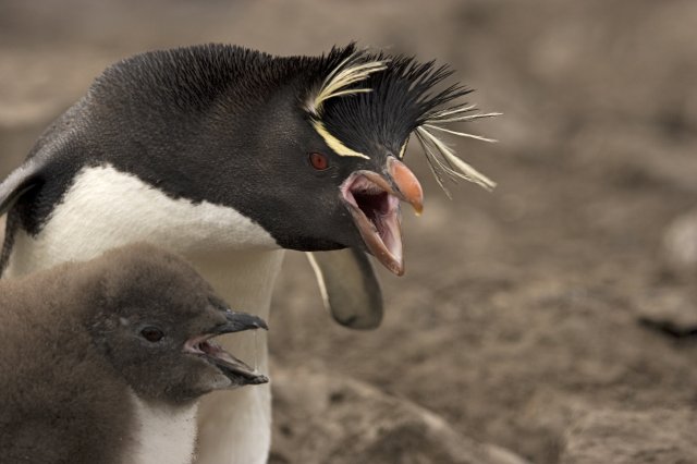Rockhopper penguins. Photo by Enrique Couve. All rights reserved.
