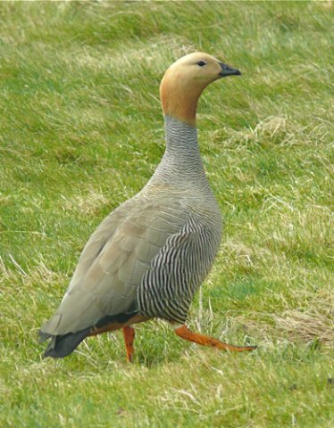 Ruddy-headed goose. Photo by Rick Taylor. Copyright Borderland Tours. All rights reserved.