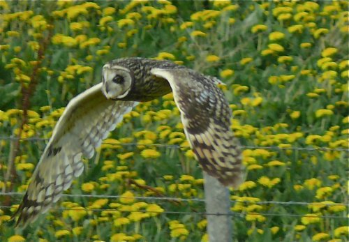 Short-eared owl in flight. Photo by Rick Taylor. Copyright Borderland Tours. All rights reserved.