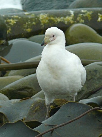 Snowy sheathbill. Photo by Rick Taylor. Copyright Borderland Tours. All rights reserved.