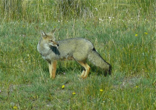 South american gray fox. Photo by Rick Taylor. Copyright Borderland Tours. All rights reserved.