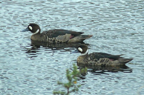 Spectacled ducks. Photo by Rick Taylor. Copyright Borderland Tours. All rights reserved.