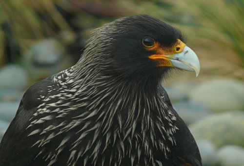 Striated caracara. Photo by Rick Taylor. Copyright Borderland Tours. All rights reserved.