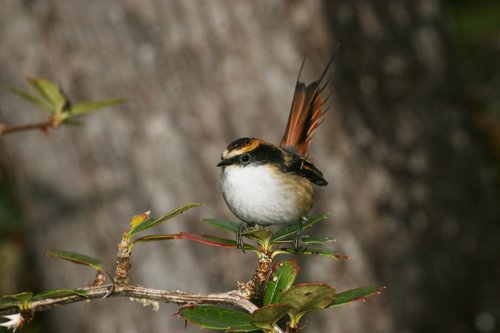 Thorn-tailed rayadito. Photo by Enrique Couve. All rights reserved.