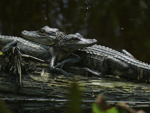 Baby american alligators. Photo by Rick Taylor. Copyright Borderland Tours. All rights reserved. 