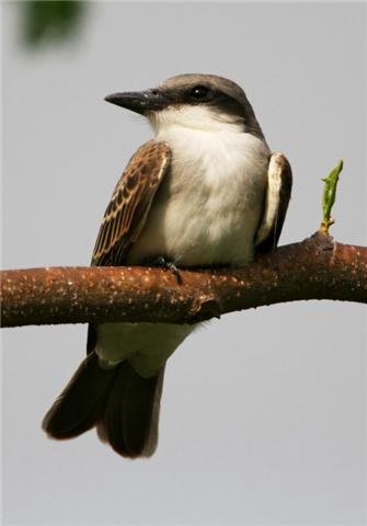 Gray kingbird. Photo by McDonald courtesy of Paul Bithorn. All rights reserved.