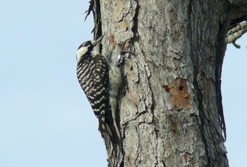 Red-cockaded woodpecker. Photo by Rick Taylor. Copyright Borderland Tours. All rights reserved. 