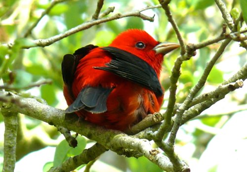 Scarlet tanager at fort jefferson. Photo by Rick Taylor. Copyright Borderland Tours. All rights reserved. 