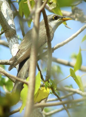 Yellow-billed cuckoo at fort jefferson. Photo by Rick Taylor. Copyright Borderland Tours. All rights reserved. 