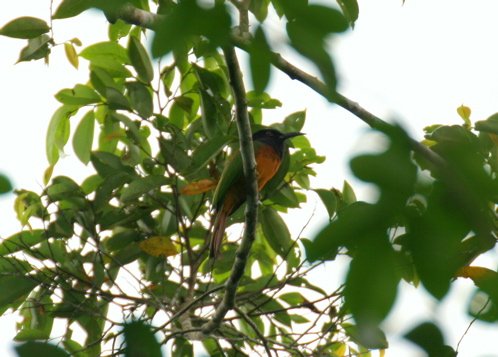 Black-headed bee-eater. Photo by Adam Riley. All rights reserved. 