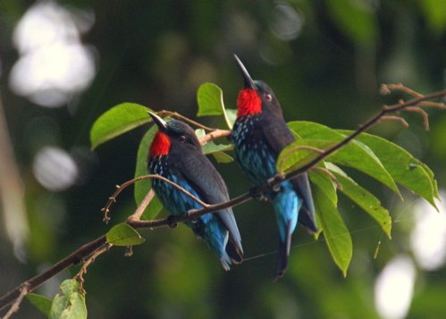 Black bee-eater. Photo by Adam Riley. All rights reserved.