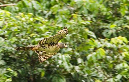 Congo serpent-eagle. Photo by Dave Semler. All rights reserved.