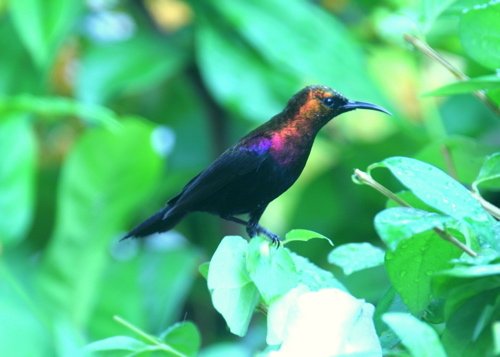 Coppery sunbird. Photo by Adam Riley. All rights reserved.