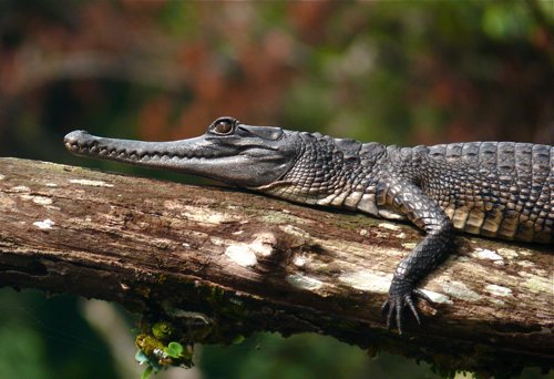 Floating by slender-snouted crocodile. Photo by Rick Taylor. Copyright Borderland Tours. All rights reserved.