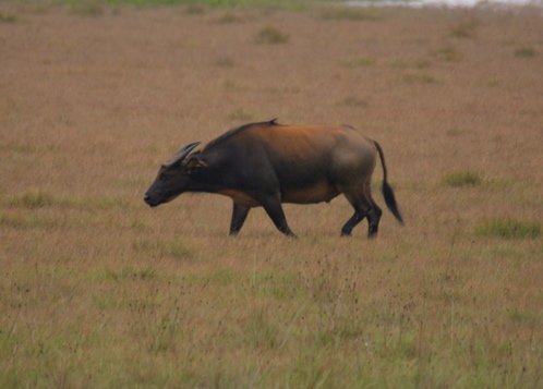 Forest buffalo. Photo by Adam Riley. All rights reserved.