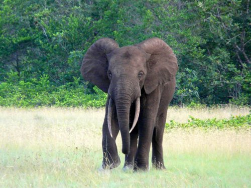 Forest elephant flares ears. Photo by Mike West. All rights reserved.